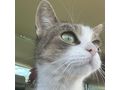 Katze Zuhause - Mischlingskatzen - Bild 2