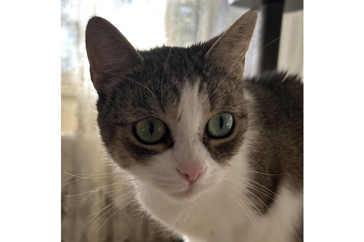 Katzen Zuhause - Mischlingskatzen - Bild 1