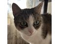 Katzen Zuhause - Mischlingskatzen - Bild 1
