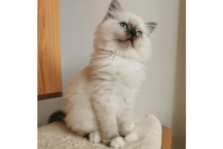 Ragdoll - Mischlingskatzen - Bild 1