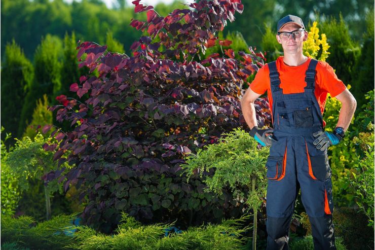 Professionelle Gartenpflege Wien - Gartendekoraktion - Bild 1