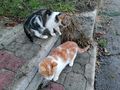 Katzenp�rchen 7 Monate Platzerl - Mischlingskatzen - Bild 1