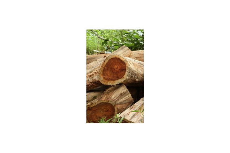 Coromandel - Gartenm�bel - Bild 1