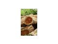 Coromandel - Gartenm�bel - Bild 1