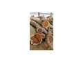 Coromandel - Gartenm�bel - Bild 2