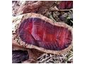 Coromandel - Gartenm�bel - Bild 4