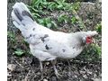 Appenzeller Spitzhauben Junghennen - H�hner & Puten - Bild 2
