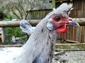 Appenzeller Spitzhauben Junghennen - H�hner & Puten - Bild 3