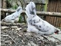 Appenzeller Spitzhauben Junghennen - H�hner & Puten - Bild 4