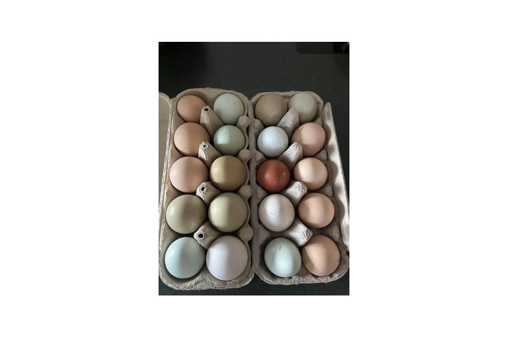 Frische Eier H�hner - H�hner & Puten - Bild 1