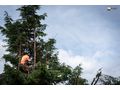 Baumschnitt Baumpflege Secheli GmbH - Gartendekoraktion - Bild 2