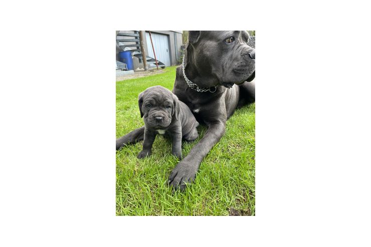 Reinrassige Blaue Cane Corso Welpen - Rassehunde - Bild 1