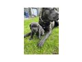 Reinrassige Blaue Cane Corso Welpen - Rassehunde - Bild 1