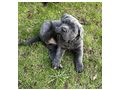 Reinrassige Blaue Cane Corso Welpen - Rassehunde - Bild 3