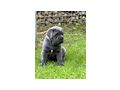 Reinrassige Blaue Cane Corso Welpen - Rassehunde - Bild 4