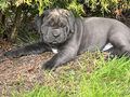 Reinrassige Blaue Cane Corso Welpen - Rassehunde - Bild 5