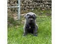 Reinrassige Blaue Cane Corso Welpen - Rassehunde - Bild 6