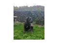 Reinrassige Blaue Cane Corso Welpen - Rassehunde - Bild 7