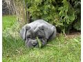 Reinrassige Blaue Cane Corso Welpen - Rassehunde - Bild 8