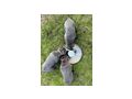 Reinrassige Blaue Cane Corso Welpen - Rassehunde - Bild 9