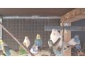 Wellensittiche - Sittiche - Bild 1