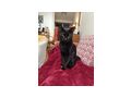 bezaubernder schwarzer kastrierter Jungkater - Mischlingskatzen - Bild 1