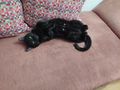 bezaubernder schwarzer kastrierter Jungkater - Mischlingskatzen - Bild 2