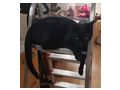 bezaubernder schwarzer kastrierter Jungkater - Mischlingskatzen - Bild 3
