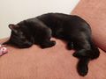 bezaubernder schwarzer kastrierter Jungkater - Mischlingskatzen - Bild 4