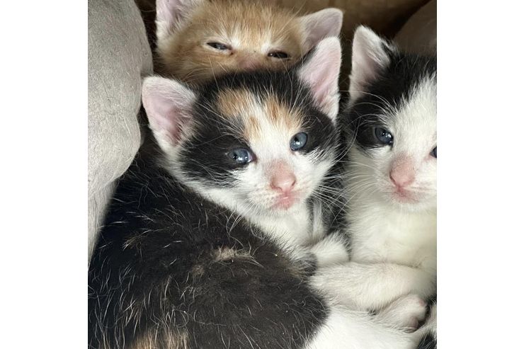 Kitten Zuhause - Mischlingskatzen - Bild 1