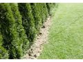 Heckenschnitt Bew�sserungssysteme - Kleing�rten - Bild 1
