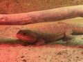 3 wundersch�ne Bartagamen 1 4 red Monster - Bartagamen - Bild 6
