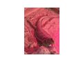 3 wundersch�ne Bartagamen 1 4 red Monster - Bartagamen - Bild 7