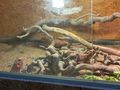 3 wundersch�ne Bartagamen 1 4 red Monster - Bartagamen - Bild 8