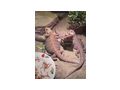 3 wundersch�ne Bartagamen 1 4 red Monster - Bartagamen - Bild 1