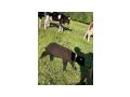 Jura Schaf Jungb�cke - Schafe - Bild 1
