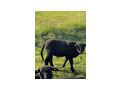 Jura Schaf Jungb�cke - Schafe - Bild 2